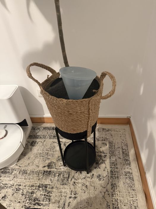 Oliveira com vaso
