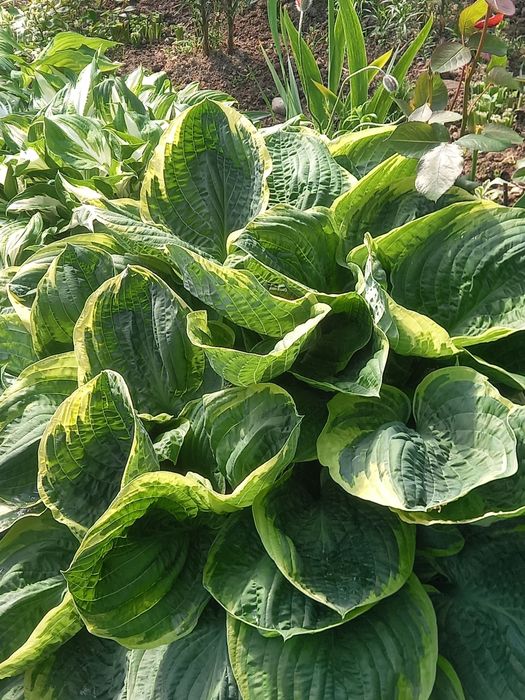 Садові Хости (Hosta)