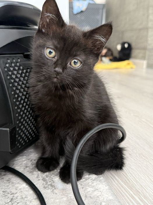 Шотландська дівчинка