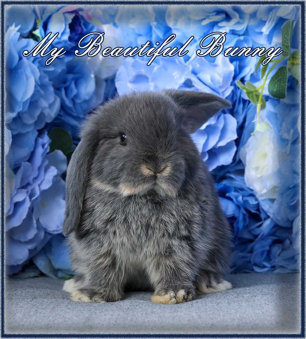 Młody Królik 100% Mini Lop - Fox Otter