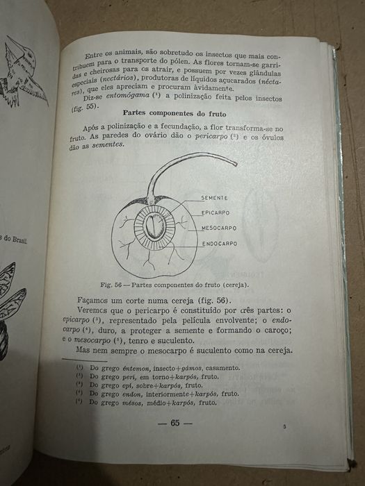 Livro antigo compendio de botânica
