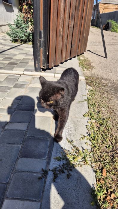 Котик безкоштовно в добрі руки