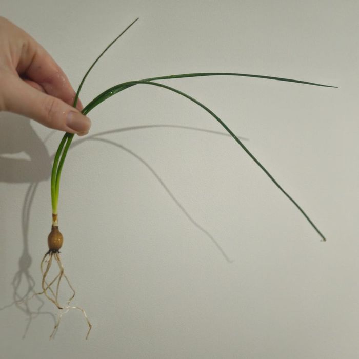 Зефірантес цибулини нарцис