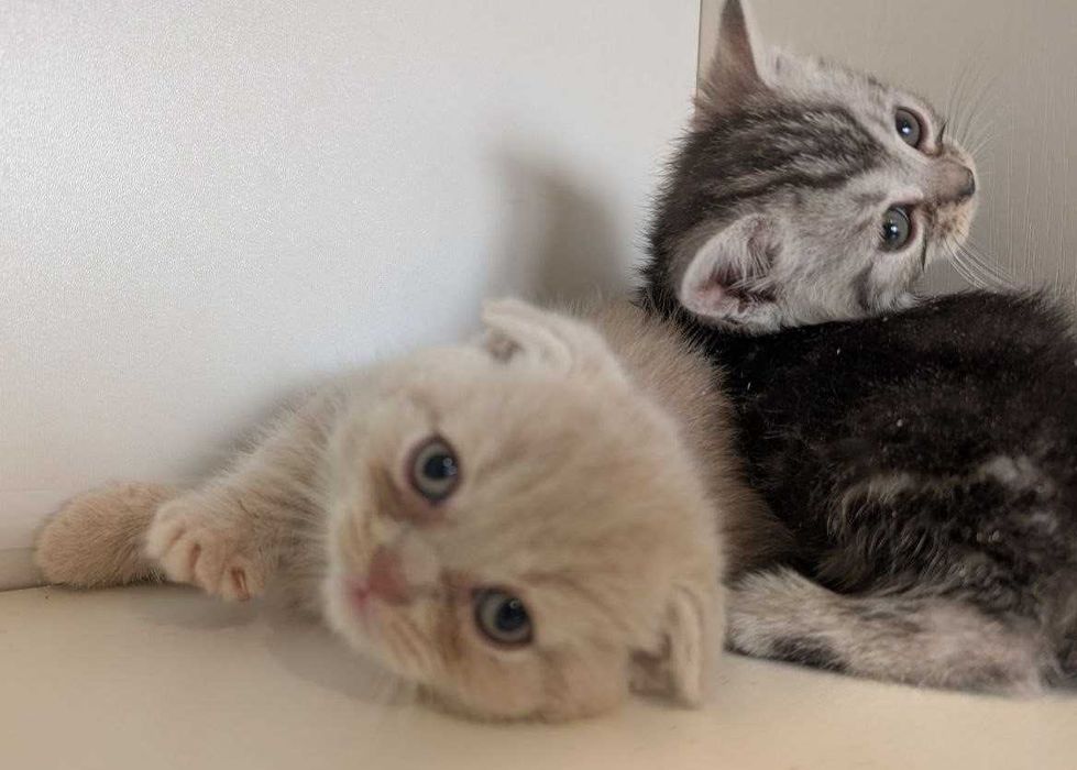 Кошенята Шотландці