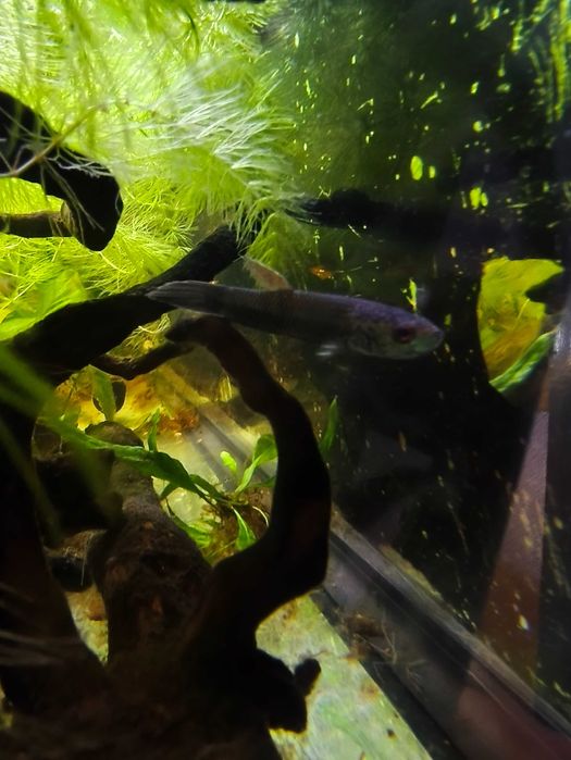 Bettas selvagens antuta s type