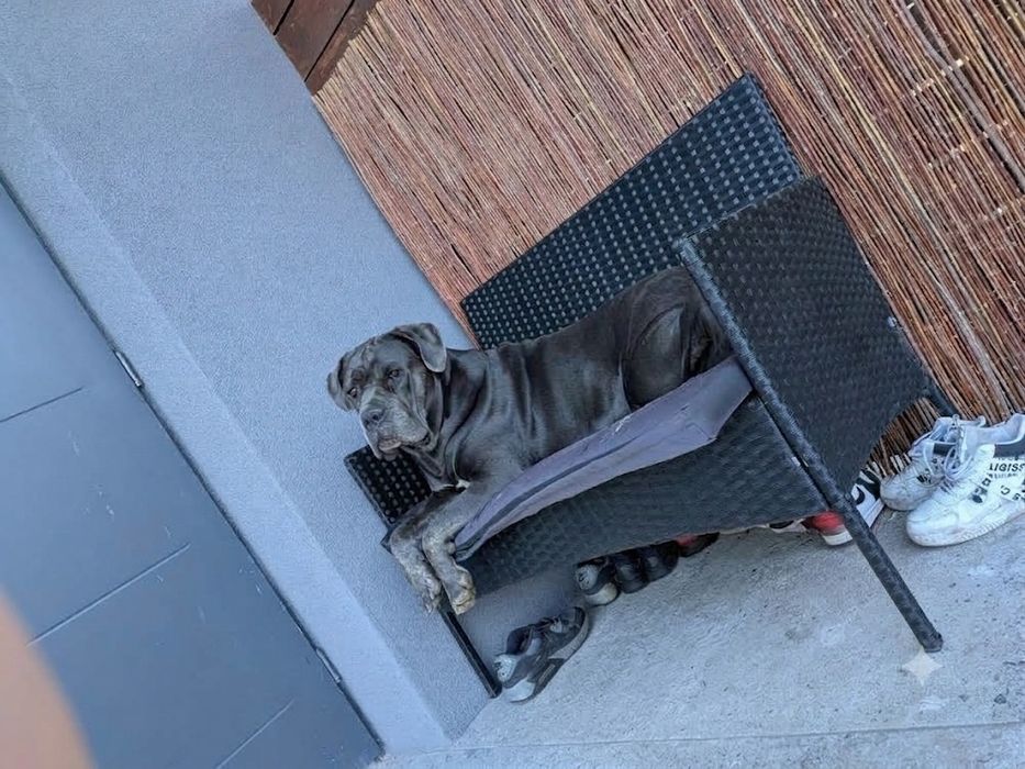 Szczeniak Cane Corso italiano