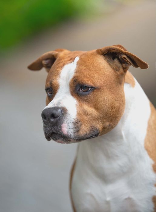 Wyjątkowy samiec American Staffordshire Terrier (amstaff) ZKwP/FCI