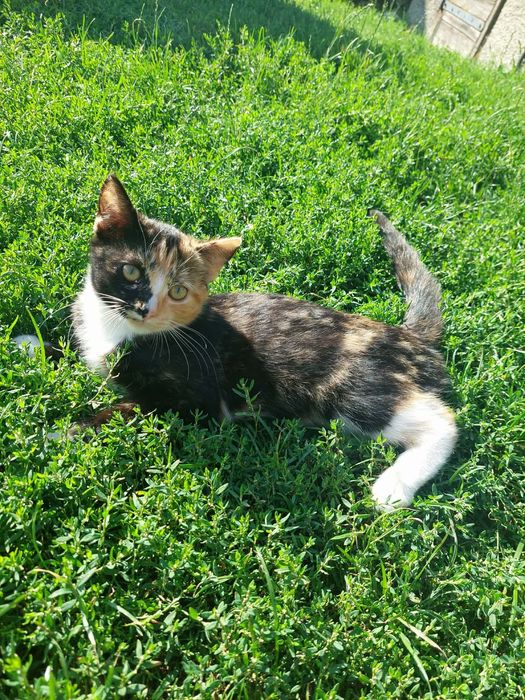 Koteczki do adopcji
