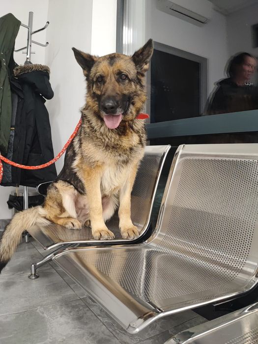 Tycia sunia owczarka szuka domu