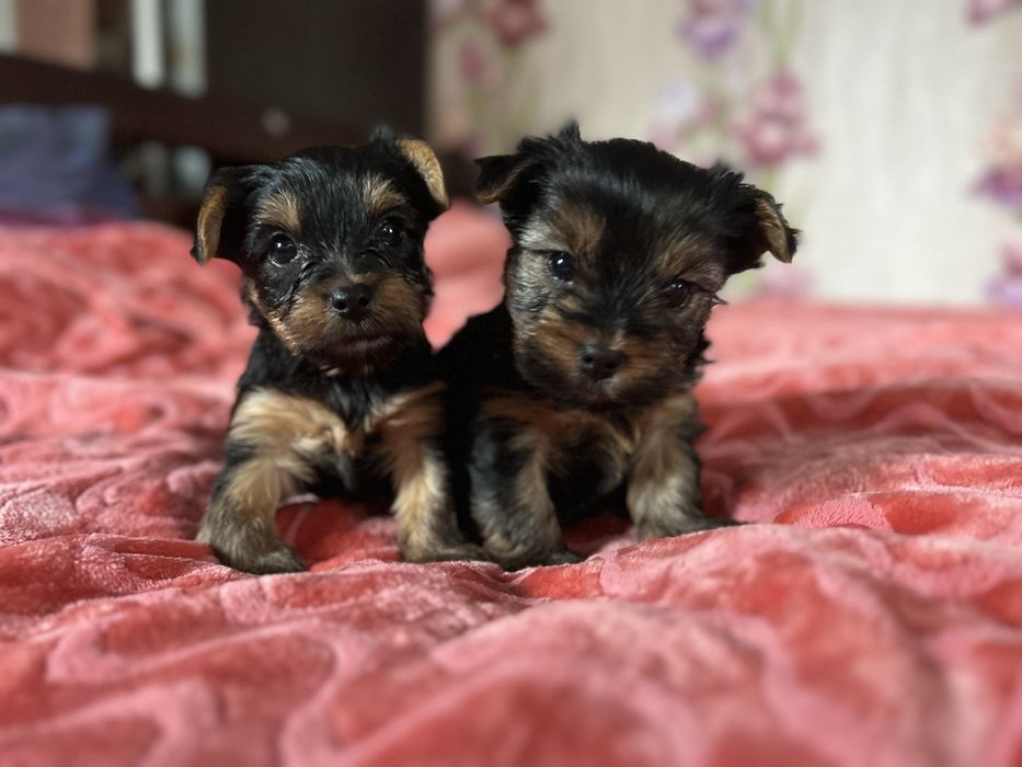 Продам щенят порода Йоркширський терєр