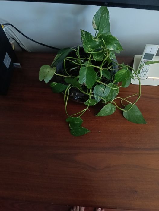 Conjunto mobiliário de sala de jantar e estar