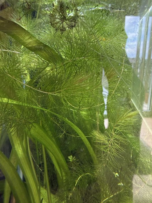 Planta aquario Foxtail