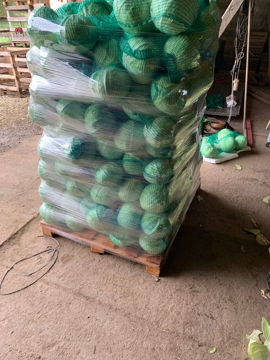 Kapusta biała odmiana zimowa twarda i miękka