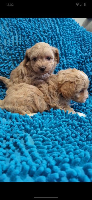 Хлопчик та дiвчинка мальтiпу