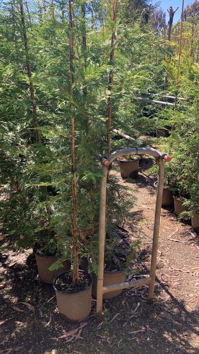 Cupressus Leylandii 200/300/400CM