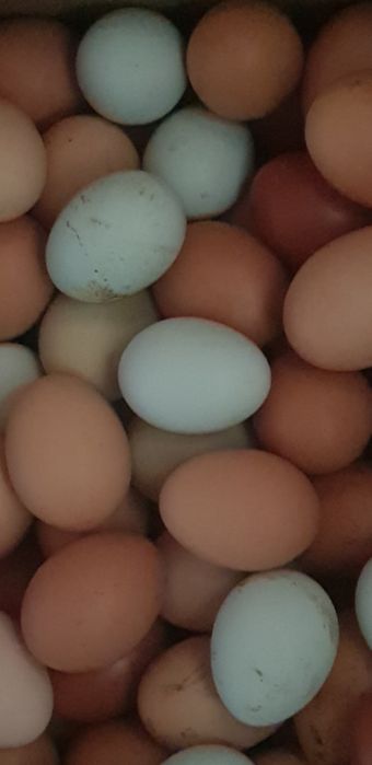 Ovos galados azuis chocolate e normais