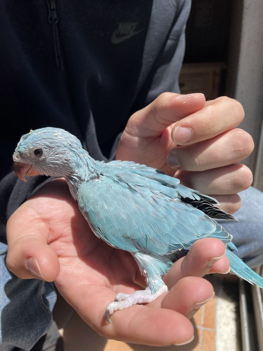 Ring Neck AZUL Muito Meigo
