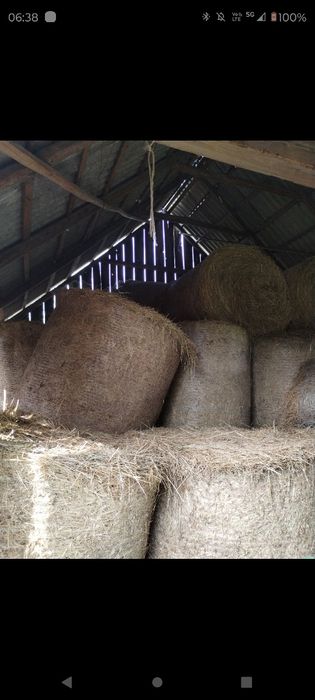 Siano w belach  120x120