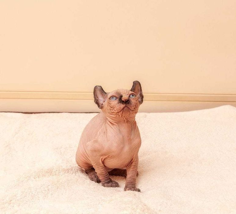 Кошенята канадський сфінкс