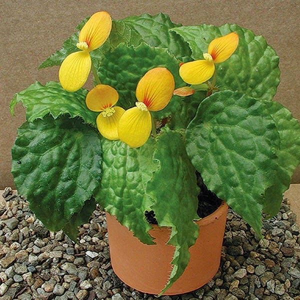 Бегония Buttercup