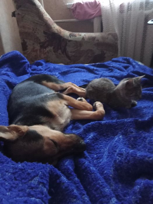 Розумні, молоді собаки шукають дім