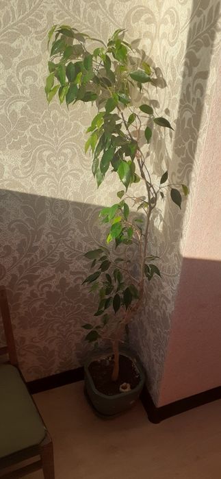 Фикусы разных размеров