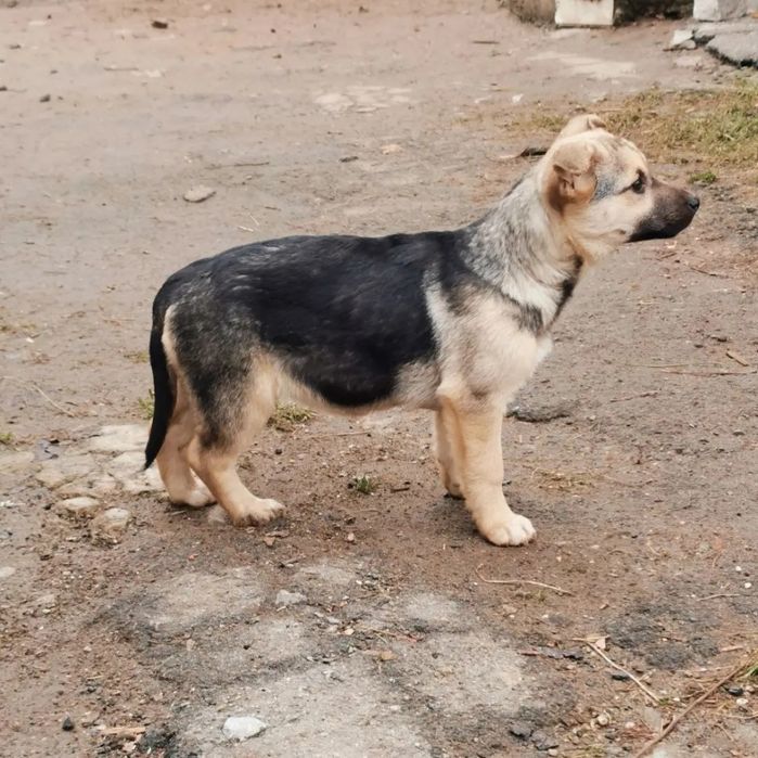 Щенок в хорошие руки