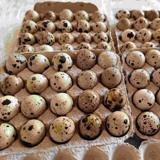 Яйце інкубаційне Перепілки