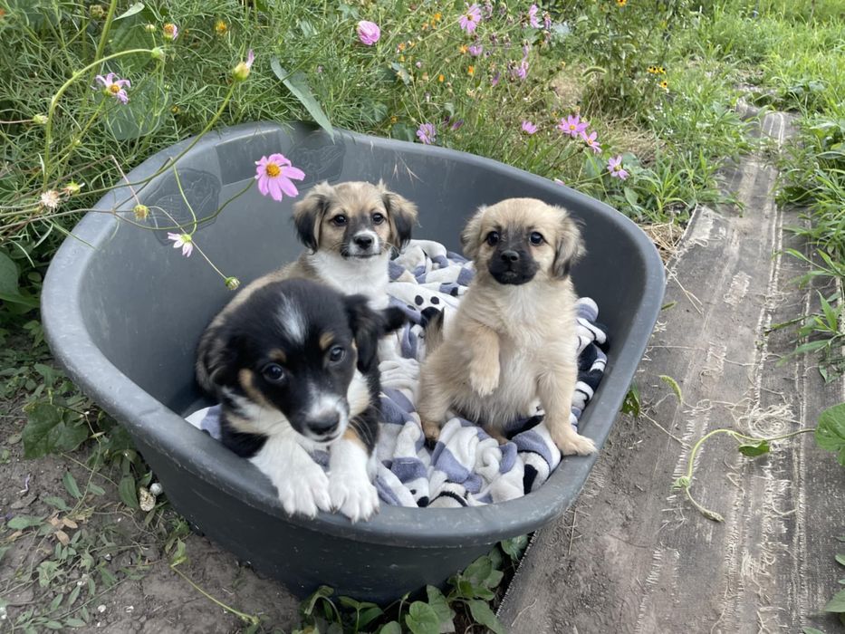 Віддам безкоштовно щенят