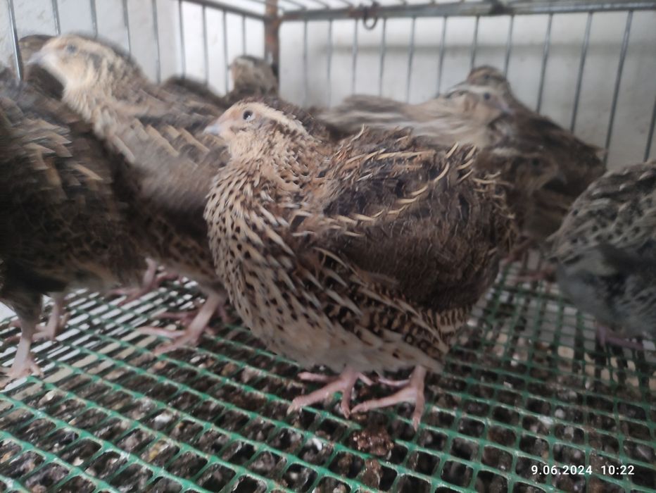 Jajka lęgowe przepiórcze japońska