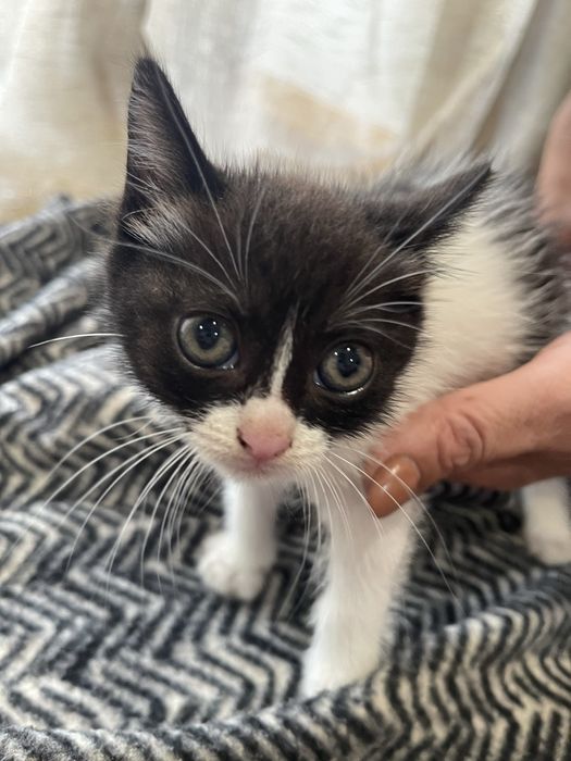 Gatinha bebe para adoção