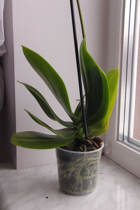 Орхідея фаленопсис біг ліп