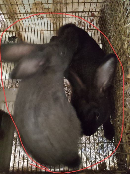 Vendo coelhos machos e fêmeas reprodutores