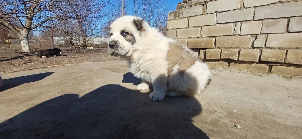 Розплідник Алі Джад пропонує цуценят САВ.Цуценята народилися 19.01.26