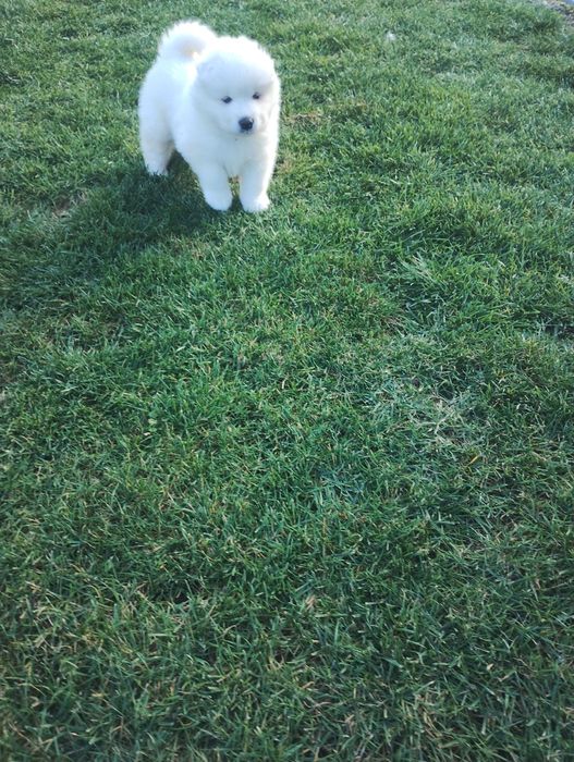 Samoyed szczenię