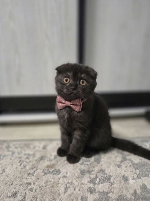 Кошеня шотландська висловуха