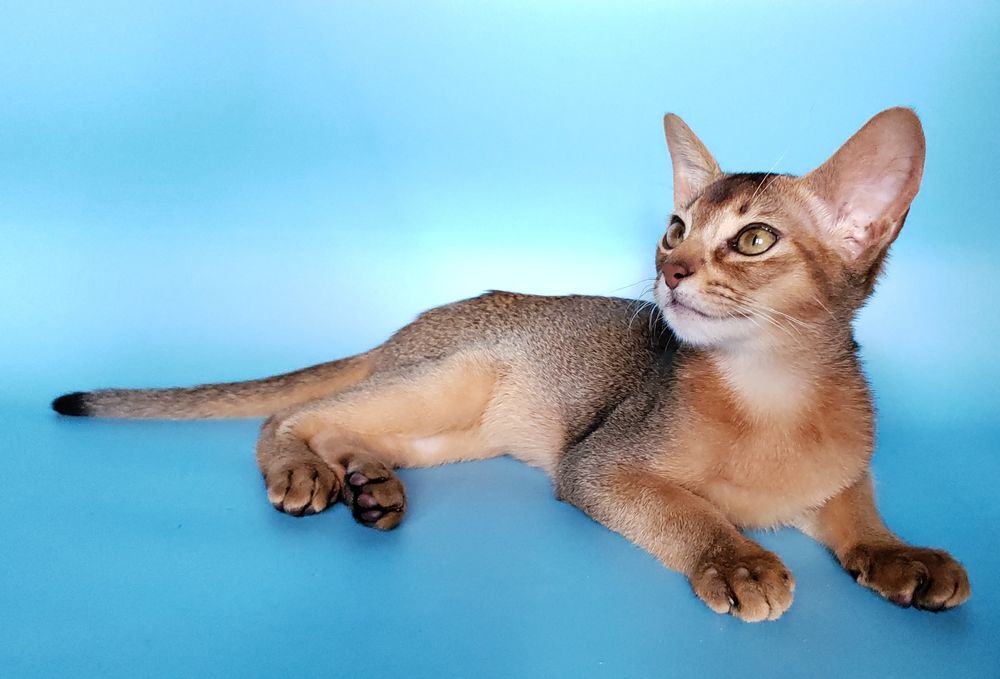 Абиссинские котята, мальчик, девочки, разный окрас. Документы