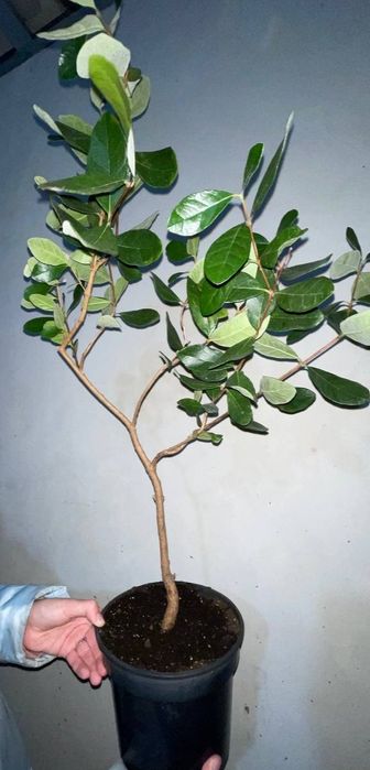 Продам вазон фейхоа