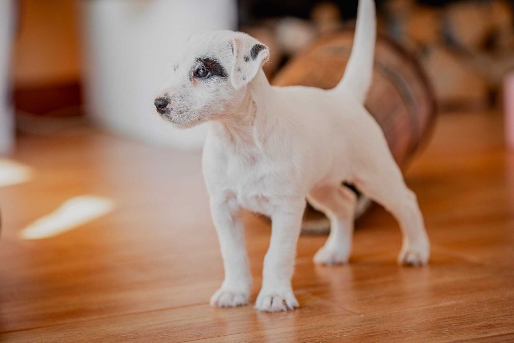 Parson Russell Terrier FCI - gotowa do odbioru