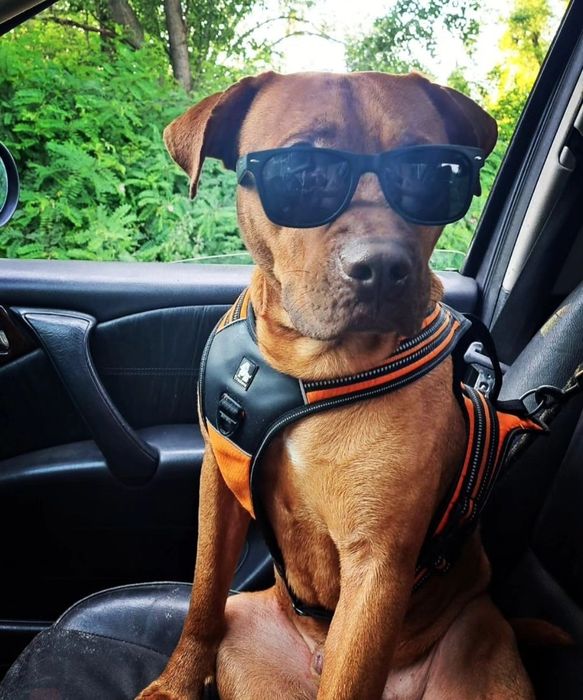 Предлагаю для вязки кобеля питбультерьера ККУ (питбуль, апбт)