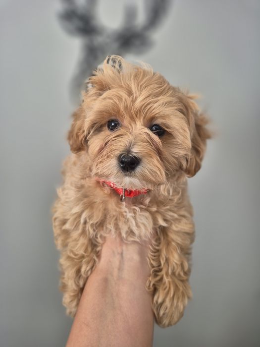 Suczka Maltipoo F1