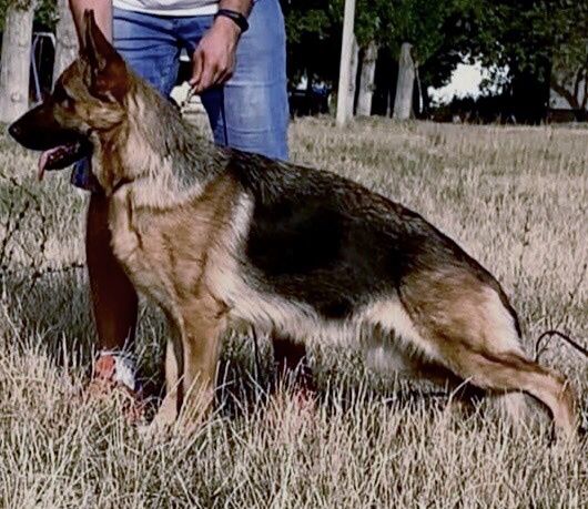 Цуценята німецької вівчарки КСУ