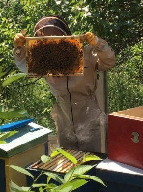 Пчелопакеты карника