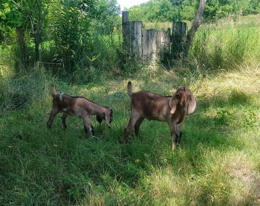 Продаються  англо- нубійські  козликів.