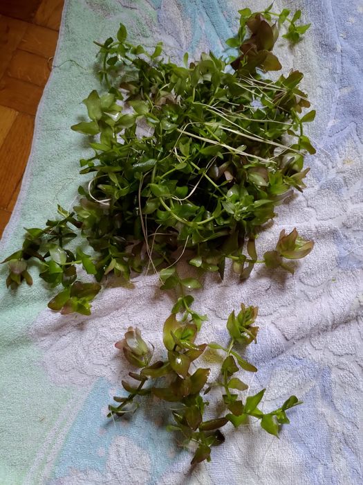 Bacopa 1 sztuka około 15 cm