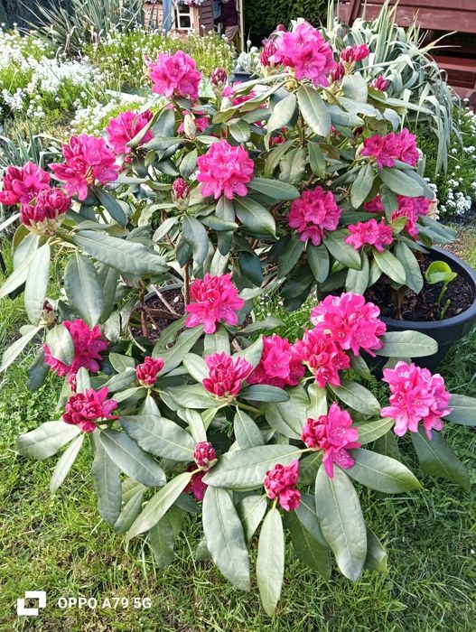 Rhododendron - czerwony, piękna duża sadzonka