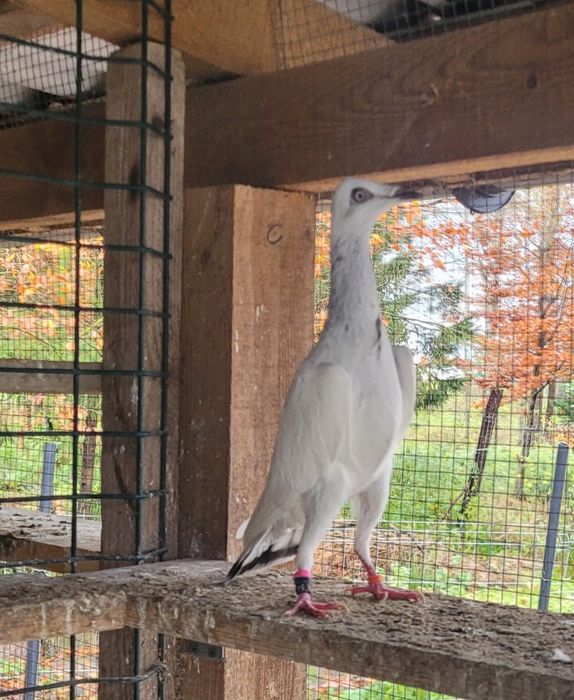 Srebrniak samiec adeno chudnięcie kręciek