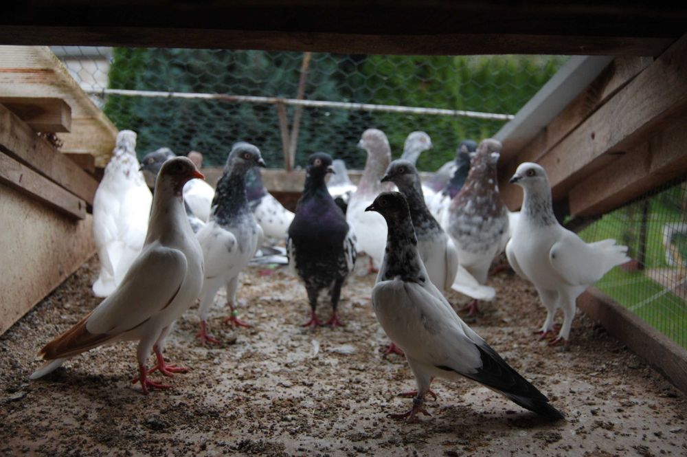 Gołębie ozdobne Budapeszty