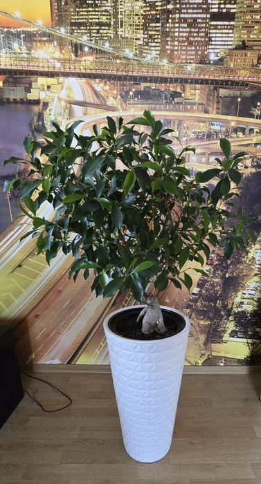Bonsai i inne kwiaty doniczkowe cena (od 40 do 300)