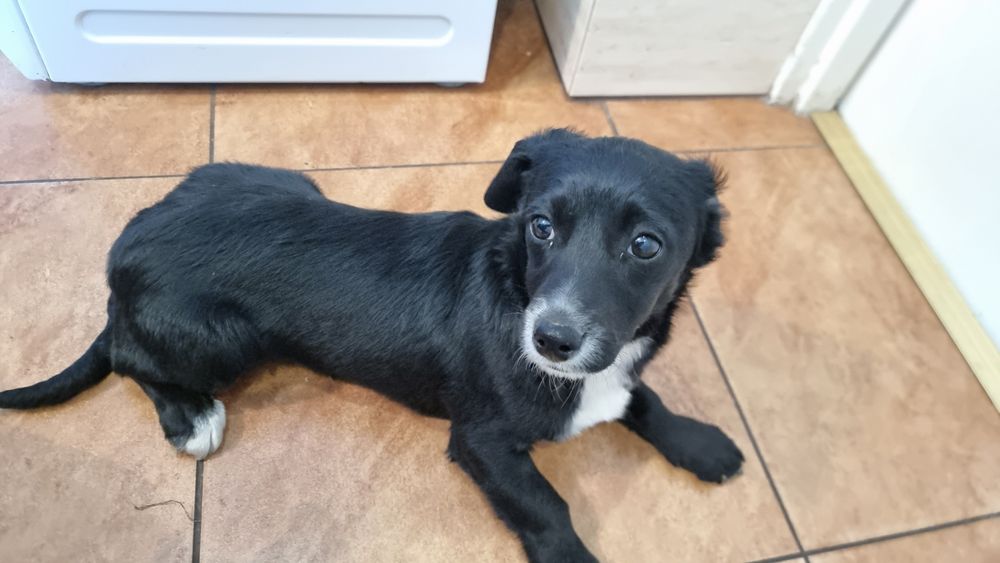 Oddam suczke w dobre ręce